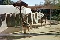 06 Giraffes at San Diego zoo